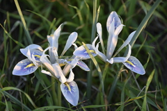 Iris vartanii