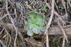 Rosularia glabra