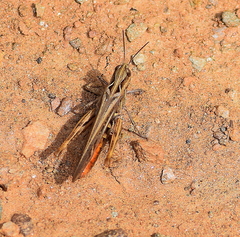 Chorthippus maritimus maritimus