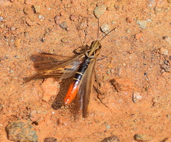 Chorthippus maritimus maritimus