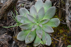 Rosularia glabra
