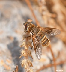 Thyridanthrax elegans