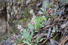 Corydalis ledebouriana