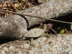Graptemys caglei