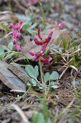 Corydalis ledebouriana