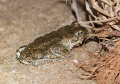 Bufotes boulengeri
