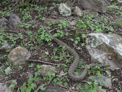 Crotalus polystictus