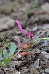 Corydalis ledebouriana