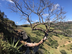 Bursera simaruba image