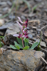 Corydalis ledebouriana