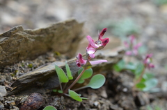 Corydalis ledebouriana
