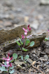 Corydalis ledebouriana