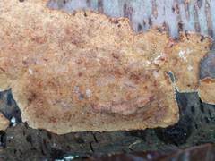 Fuscoporia ferrea