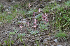 Corydalis ledebouriana