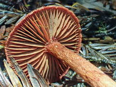Cortinarius neosanguineus