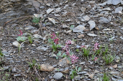 Corydalis ledebouriana