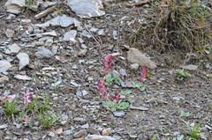 Corydalis ledebouriana