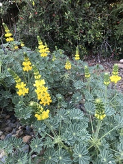 Lupinus densiflorus aureus