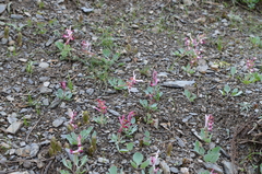 Corydalis ledebouriana
