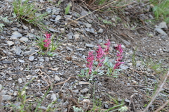 Corydalis ledebouriana