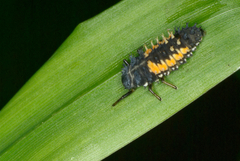 Harmonia axyridis