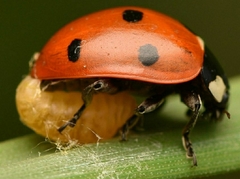 Dinocampus coccinellae paralysis virus