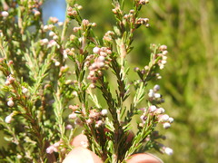 Erica inconstans