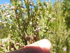Erica inconstans