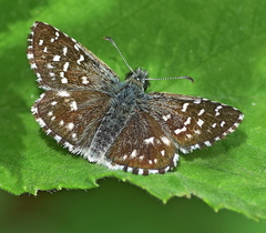 Pyrgus malvae