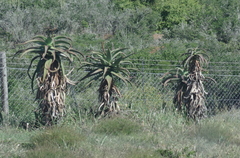 Aloe africana