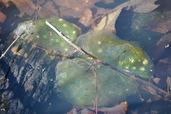 Oophila amblystomatis