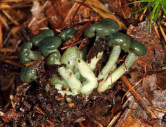 Leotia atrovirens