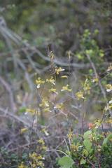Eulophia epidendraea