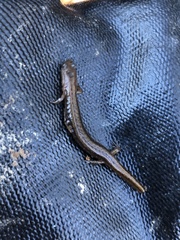 Eurycea multiplicata