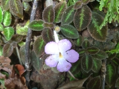 Episcia lilacina