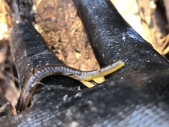 Eurycea multiplicata