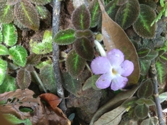 Episcia lilacina