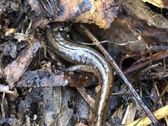 Eurycea multiplicata