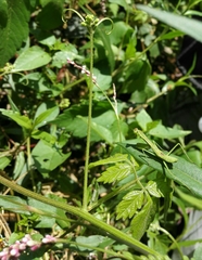 Tarachomantis