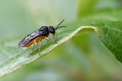 Monophadnus spinolae