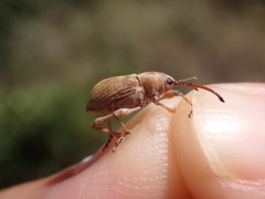 Curculio propinquus