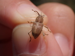 Curculio propinquus