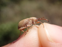 Curculio propinquus