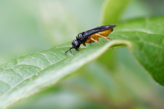 Monophadnus spinolae