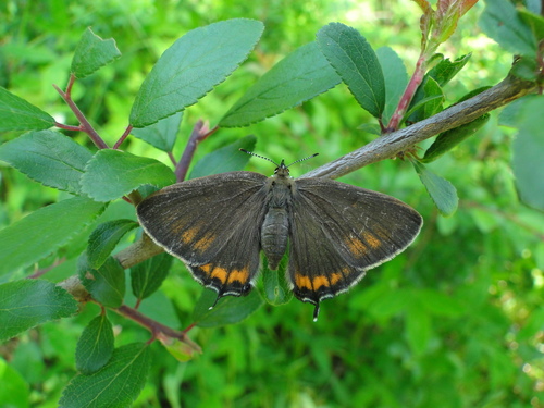 Slyvinis Uodeguotis nuotrauka