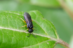 Monophadnus spinolae