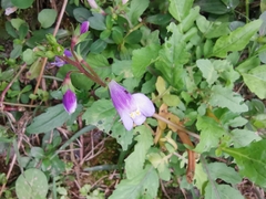 Mazus miquelii