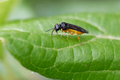 Monophadnus spinolae