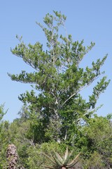 Afrocanthium mundianum