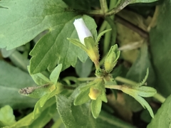 Mazus miquelii